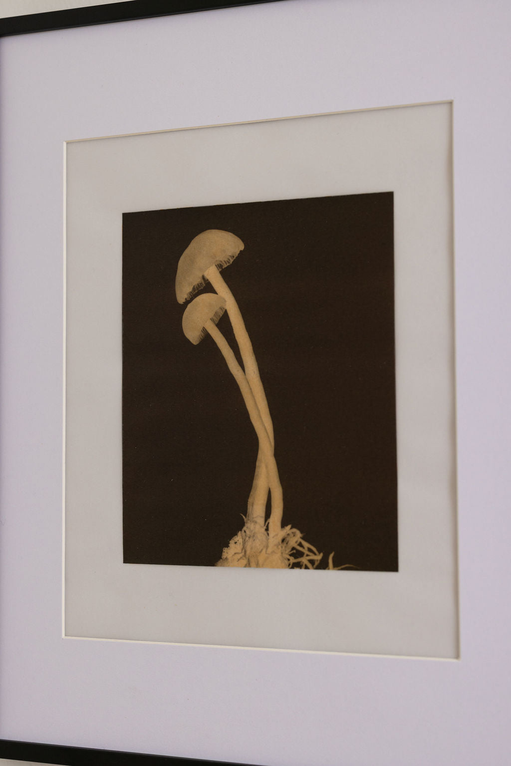Mushrooms No. 6