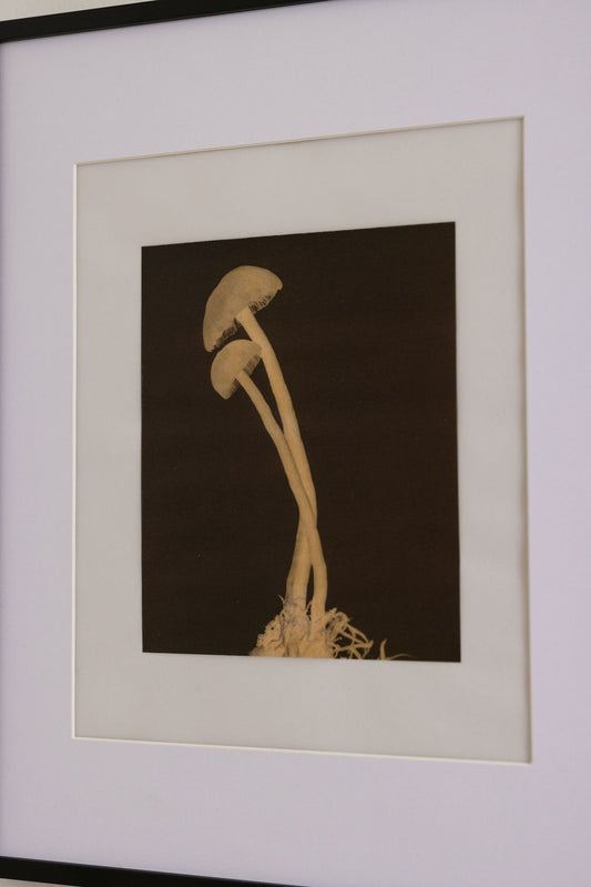 Mushrooms No. 6