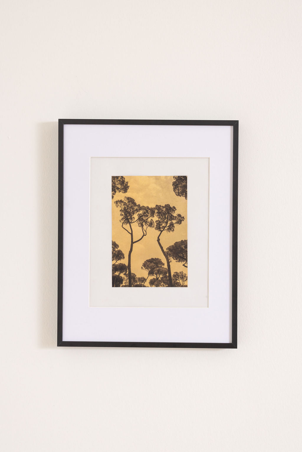 Trees Rome No. 2