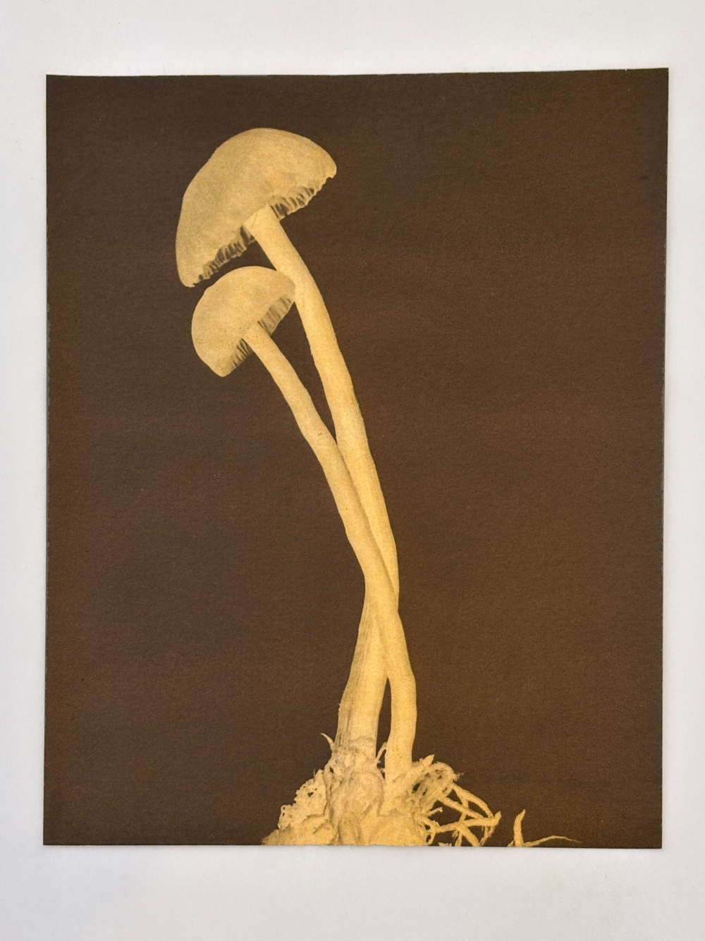 Mushrooms No. 6