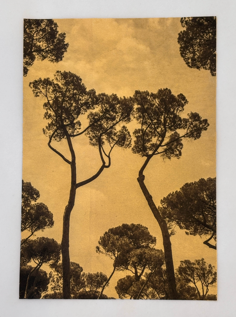 Trees Rome No. 2